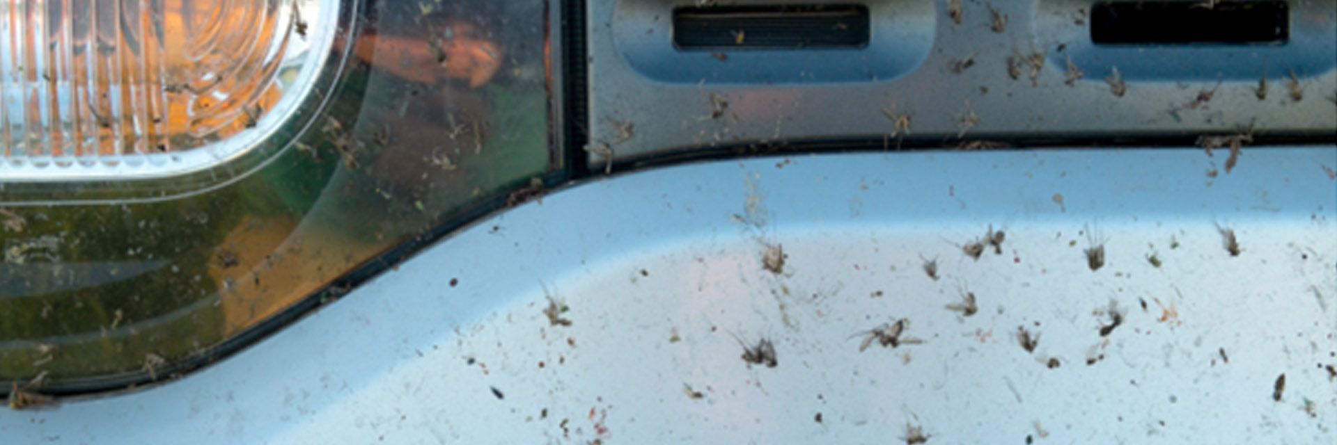 An image of bugs on a car's bumper